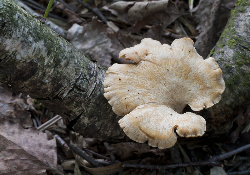 Polyporus varius